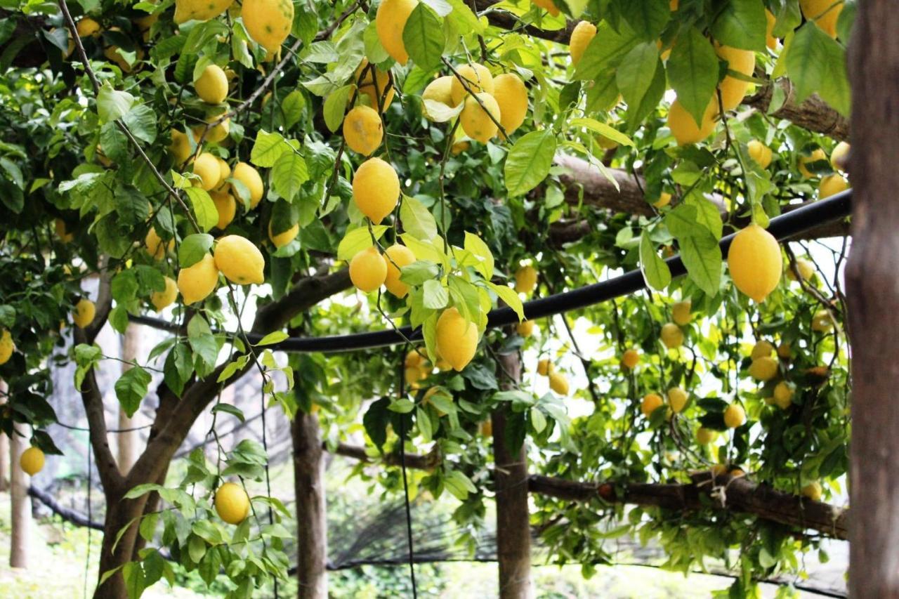 Poggio Angelarosa: Lemon Garden Stay&Relax สกาลา ภายนอก รูปภาพ